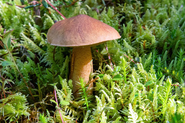 A mushroom in the mountain forest.