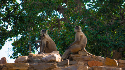 monkeys of jaipur