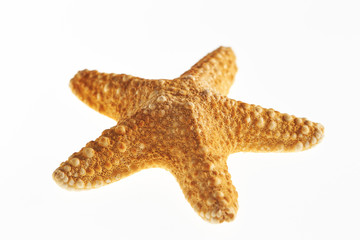 Isolated starfish on white background 