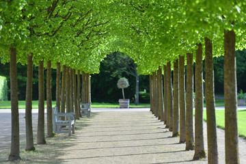 Beautiful alley of trees in the form of a tunnel in a European garden in spring