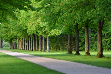 Beautiful alley of trees in a European garden in spring