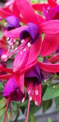 Pink fuchsia flower in the garden