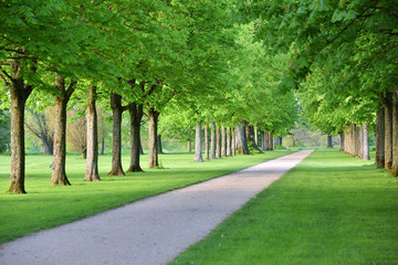 Fototapeta na wymiar Beautiful alley of trees in a European garden in spring