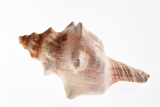 Isolated conch seashell on white background 