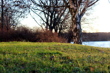 tree in spring