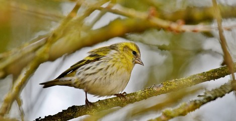 siskin in a tree