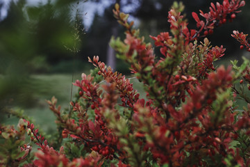 Colorful bush with berries in the forest