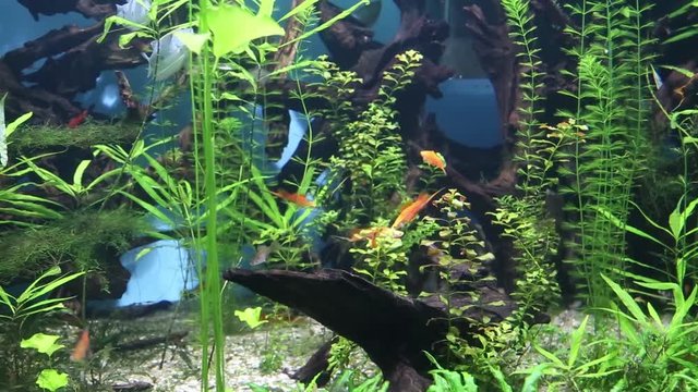 Panorama of the sea floor with swimming fish on the background of seaweed snags. Ecology, marine life, fish.