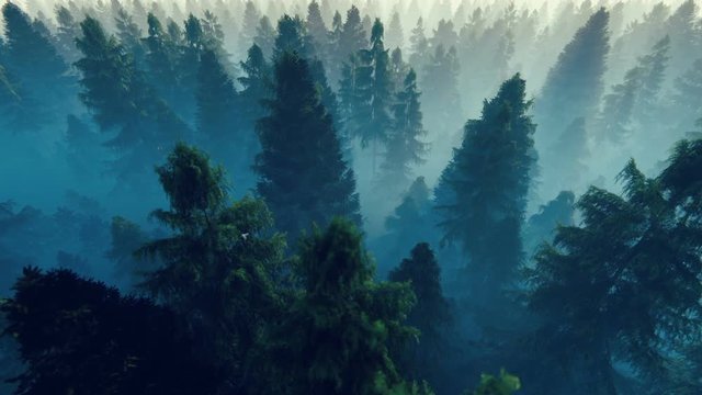 Flight over pine forest filled with morning mist, hd