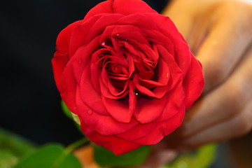 red roses flower with blurry background