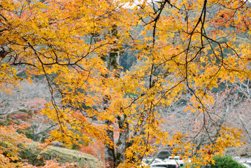 Autumn leaves season in Japan