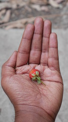hand holding strawberry