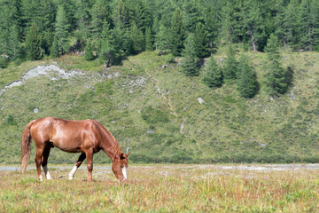 Obraz na płótnie Canvas Alpine landscape. Horse grazing on the sunny alpine meadow.