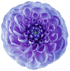 Raamstickers dahlia flower purple-blue.  Flower isolated on a white background. No shadows with clipping path. Close-up. Nature. © nadezhda F