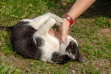 Portrait einer Hauskatze