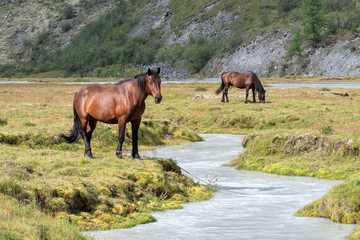 Alpine landscape. Two horses grazing on the alpine meadow.