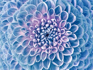 Fotobehang Dahlia blue flower.  Macro. Motley big flower. Background from a flower. Nature. © nadezhda F