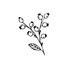 Single hand drawn sprig with berries isolated on a white background. Doodle, simple outline illustration.