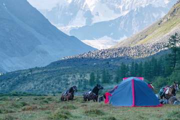 Alpine landscape. Saddled horses and a tent on the background of huge covered with snow and ice mountain.