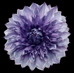 Zelfklevend Fotobehang dahlia flower purple. Flower isolated on a black background. No shadows with clipping path. Close-up. Nature. © nadezhda F
