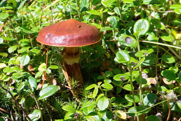 A mushroom in the mountain forest.