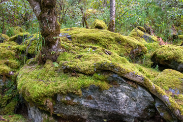 Mountain forest landscape. Mossy boulder and tree trunks.