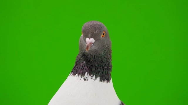 portrait German pigeon modena isolated on gren screen