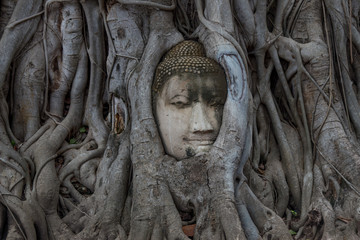 Head of Buddha in a tree in Boran city, Ayutthaya province, Thailand