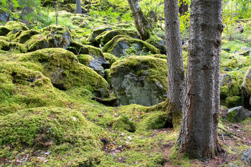 Mountain forest landscape. Mossy boulder and tree trunks.