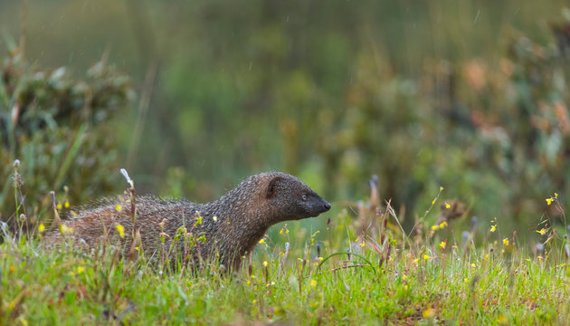 MELONCILLO - Egyptian mongoose (Herpestes ichneumon)