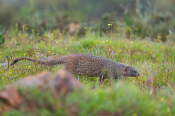 MELONCILLO - Egyptian mongoose (Herpestes ichneumon)