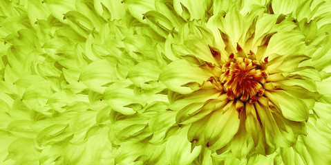 Floral green-yellow background. A bouquet of  green-yellow  flowers dahlias.  Close-up.   floral collage.  Flower composition. Nature.