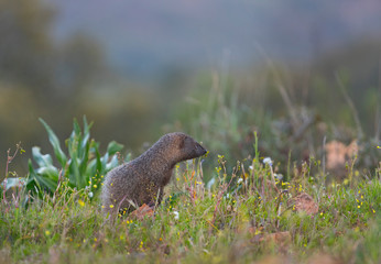 MELONCILLO - Egyptian mongoose (Herpestes ichneumon)