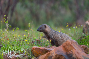 MELONCILLO - Egyptian mongoose (Herpestes ichneumon)
