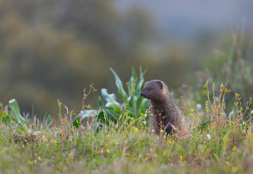 MELONCILLO - Egyptian mongoose (Herpestes ichneumon)