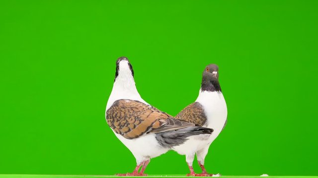 two German pigeon modena isolated on gren screen