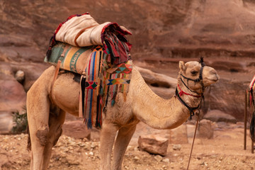 Camello con ornamentas árabes en Jordania