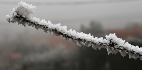 White snow on tree branches, condensation due to weather conditions