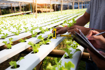 Men are measuring the growth of hydroponic salad vegetables in the nursery.concept