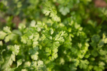 hydroponic salad vegetables in the nursery.concept