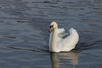 Fototapeta na wymiar Swan male 6