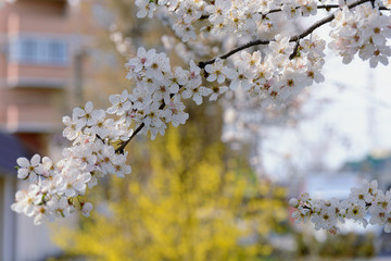 A branch of a blossoming fruit tree with white flowers against the backdrop of an urban multi-story building and other flowering plants in early spring