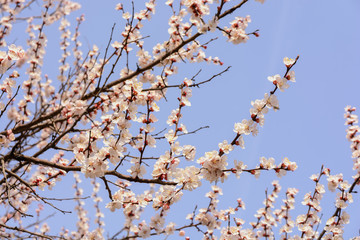 White blooming flowers of a fruit tree on a blu sky background. Delicate, young and colorful flowers bloom on the branches of trees.
