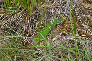 Western green lizard / Westliche Smaragdeidechse (Lacerta bilineata)