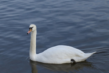 Swan on lake