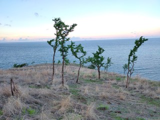 Fototapeta na wymiar tree on beach