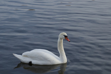 Naklejka na ściany i meble Swan on river 1