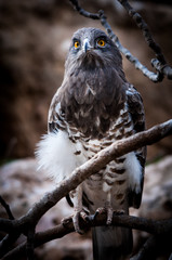 Night eagle yellow eyes watching the forest perched on the tree