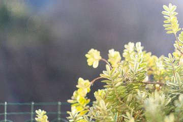 plants on my balcony