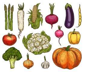 Vegetable sketches, isolated vector daikon radish, asparagus and corn, beetroot and eggplant, tomato and cauliflower, yellow pepper and broccoli, onion, garlic, pumpkin and beans veggie